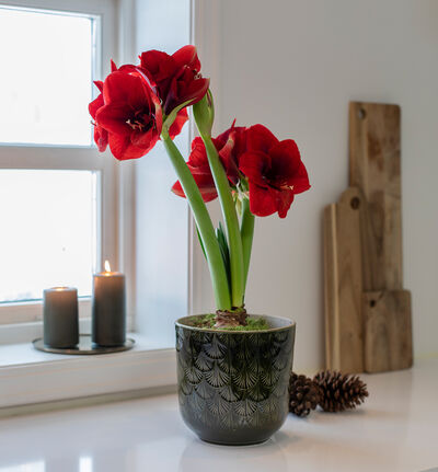 Rød amaryllis Rød amaryllis